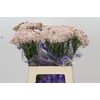 Ozothamnus  'Cooks Tall Pink'