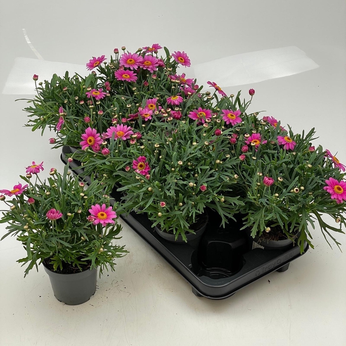 <h4>ARG LA RITA GEM</h4>