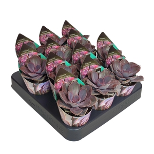 ECHEV PERLE VON NURN