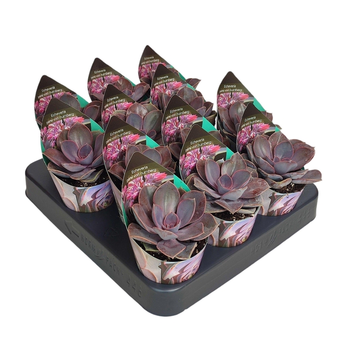 <h4>ECHEV PERLE VON NURN</h4>