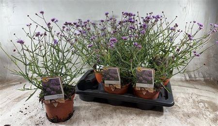 <h4>Verbena Bonariensis Lollipop</h4>