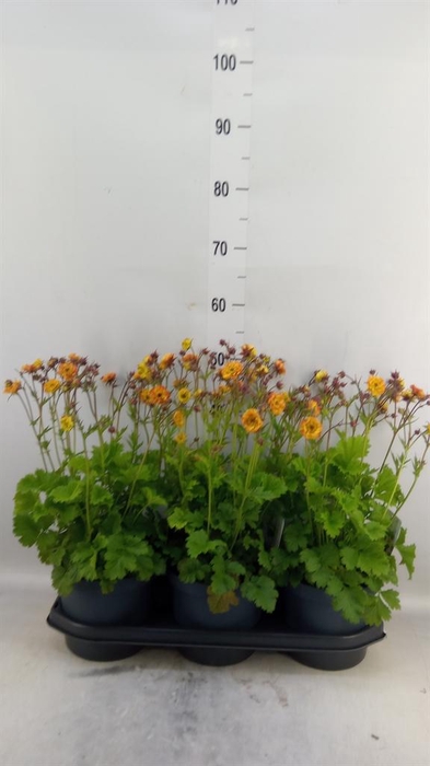 <h4>Geum chiloense</h4>