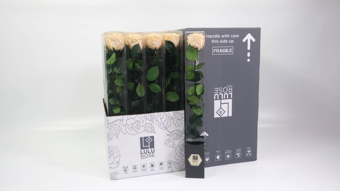 <h4>Rosa Preserved Stem 50cm Chic Champagne</h4>