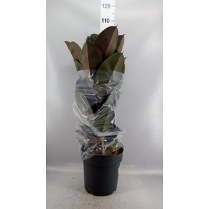 Ficus elastica 'Abidjan'
