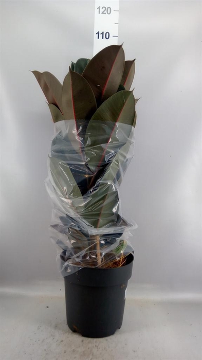 <h4>Ficus elastica 'Abidjan'</h4>