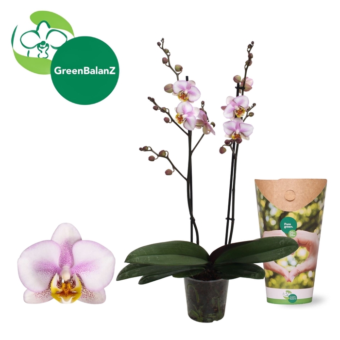 <h4>Phalaenopsis  'Corolla Beach'</h4>