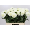 Dahlia Boom Boom White