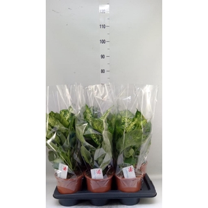 Dieffenbachia  'Compacta'