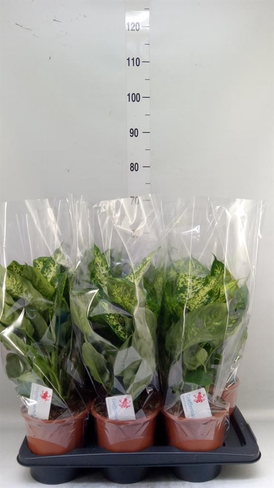 <h4>Dieffenbachia  'Compacta'</h4>