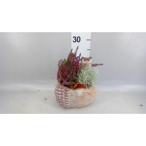 Arr.   Tuinplanten L%