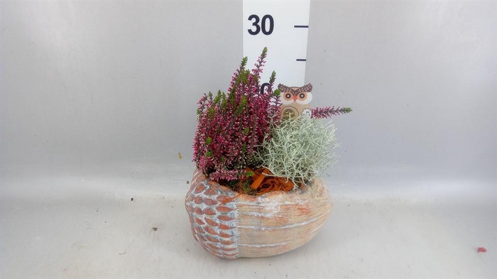 <h4>Arr.   Tuinplanten L%</h4>