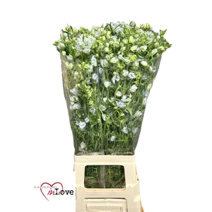 DELPH EN M CHIF BLUE