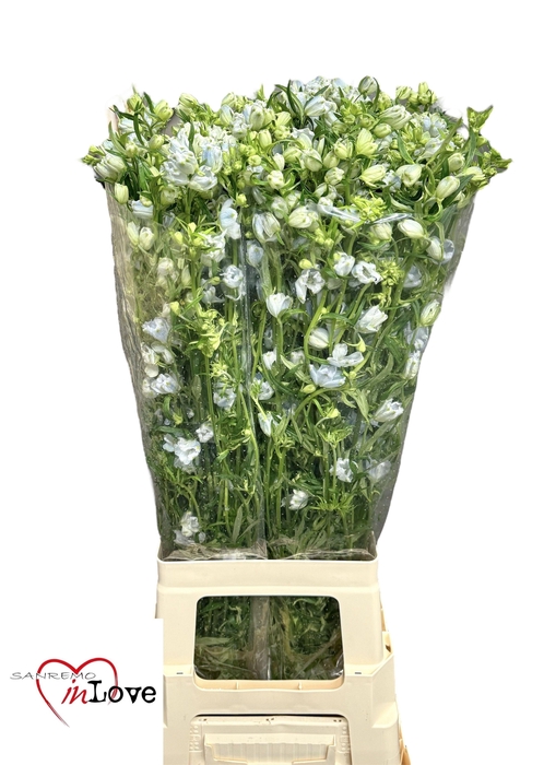 <h4>DELPH EN M CHIF BLUE</h4>