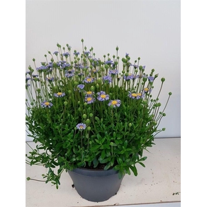 Felicia amelloides Felicitas Azur Blue