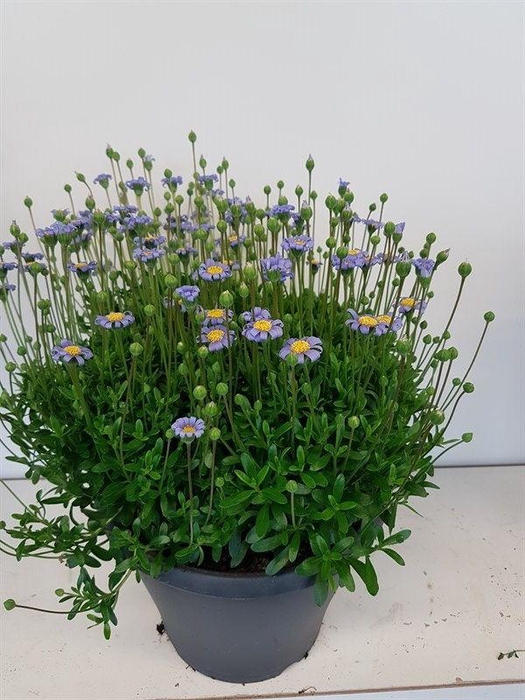 <h4>Felicia amelloides Felicitas Azur Blue</h4>