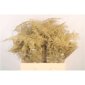 Asp Middel Getopt Gold