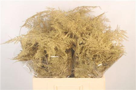 <h4>Asp Middel Getopt Gold</h4>