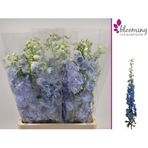 DELPHINIUM DU 'DEWI BOY'