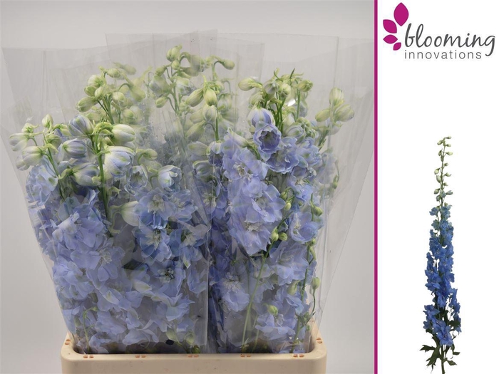 <h4>DELPHINIUM DU 'DEWI BOY'</h4>