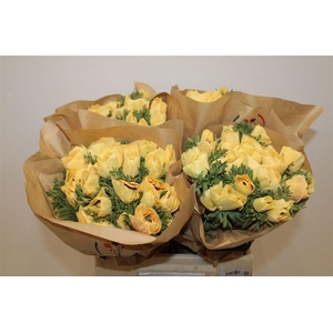 Anem Marianne Powder Abricot