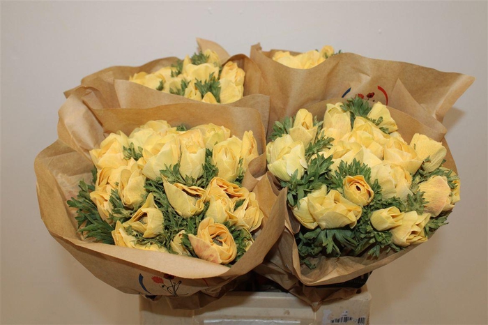 <h4>Anem Marianne Powder Abricot</h4>