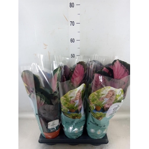 Calathea roseopicta 'Crimson'