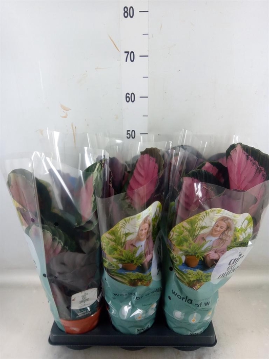 <h4>Calathea roseopicta 'Crimson'</h4>