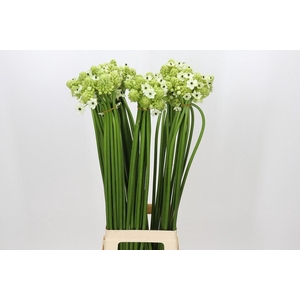 Ornithogalum saundersiae