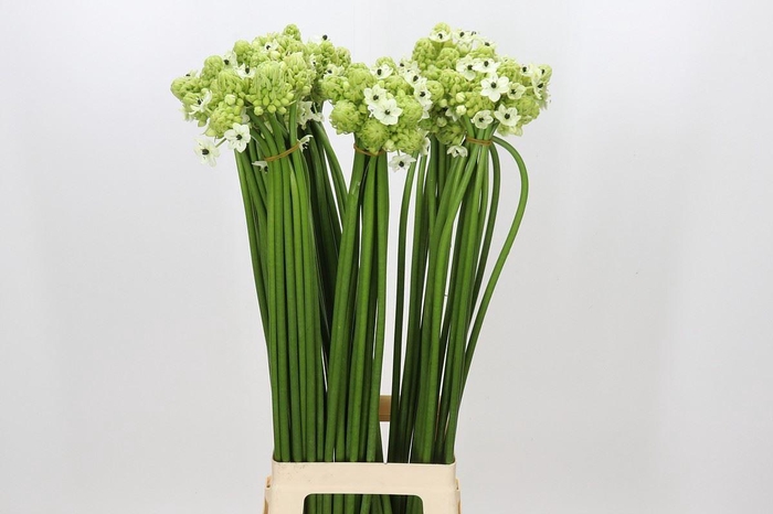 <h4>Ornithogalum saundersiae</h4>