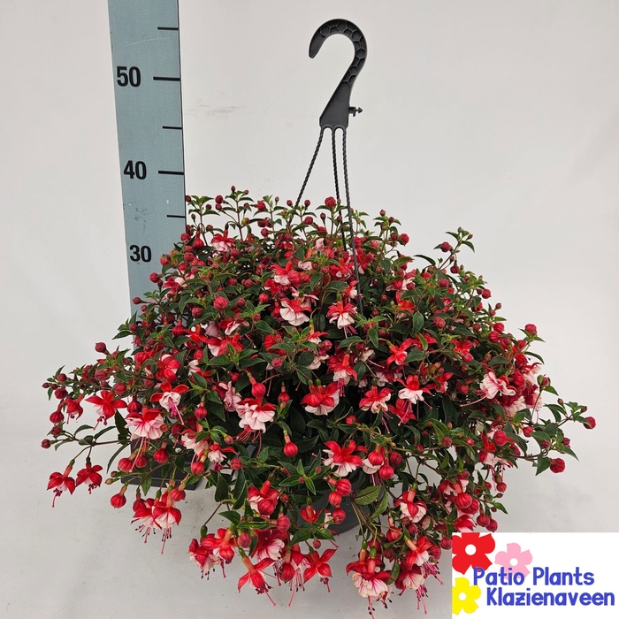 <h4>FUCHSIA B F LAURA</h4>