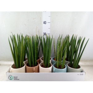 Sansevieria cyl.  ...