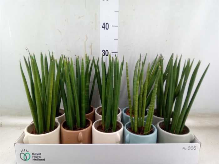 <h4>Sansevieria cyl.  ...</h4>