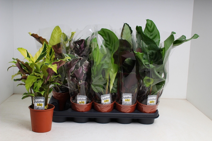 <h4>CALAT GEM 4 SRT</h4>