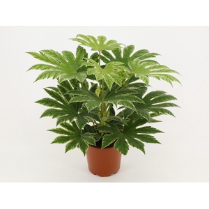 FATSIA OV