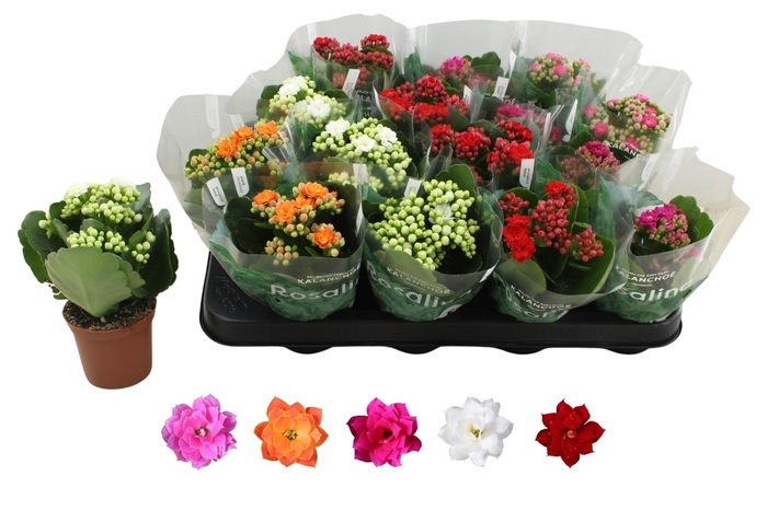 <h4>KAL GE RO GEM 5 KL</h4>