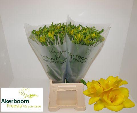 <h4>FR DU BALLADE</h4>