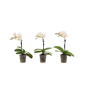 Phal Tiny Dolls Wit 1T7+ zonder Aqu@