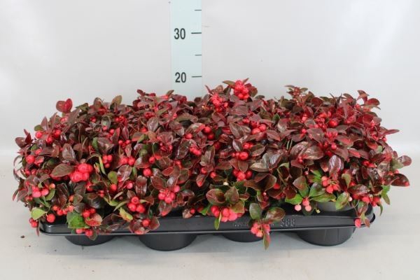 Gaultheria proc.