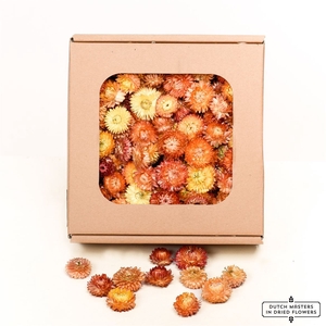 Dried Helichrysum Heads Salmon Box