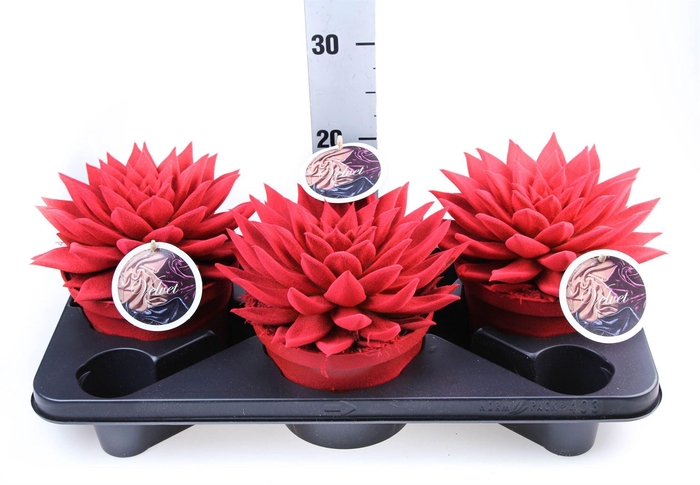 <h4>Echeveria  'Miranda'</h4>