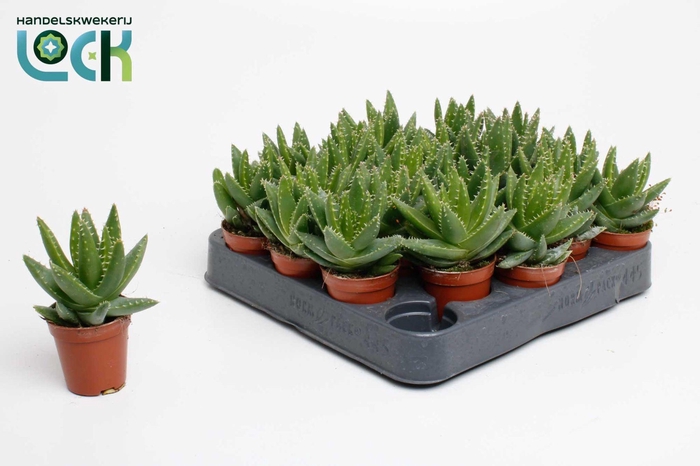 <h4>Aloë Brevifolia</h4>