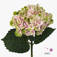 Hydrangea mag revolution classic
