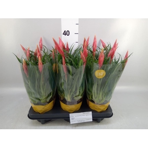 Vriesea  'Astrid'