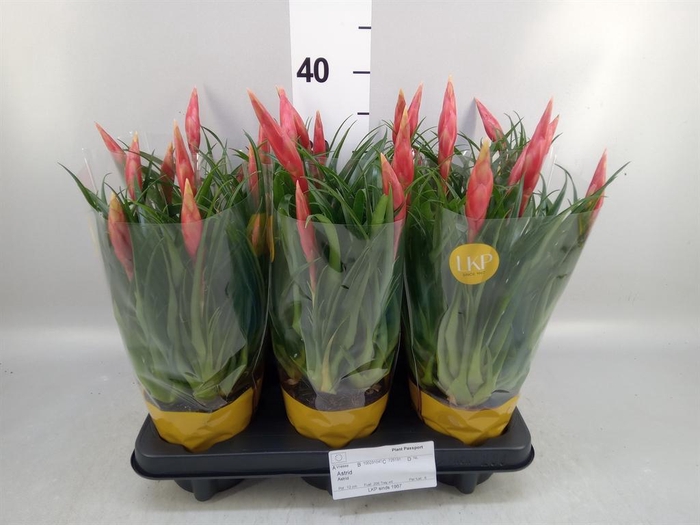 <h4>Vriesea  'Astrid'</h4>