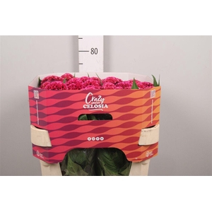 Cel C Rose Delight