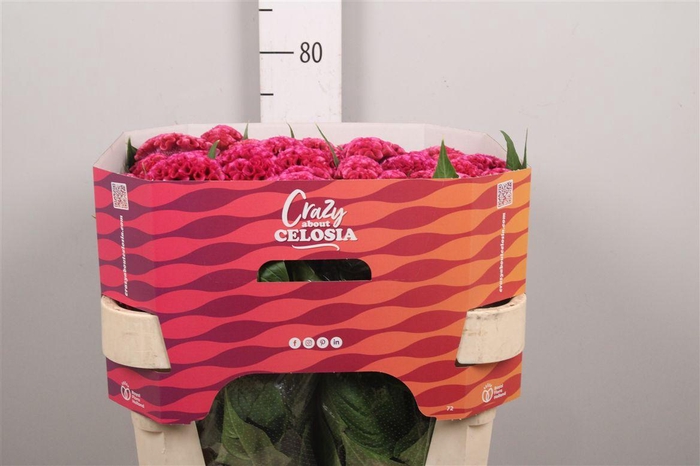 <h4>Cel C Rose Delight</h4>