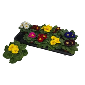 PRIM AC PARADISO GEM