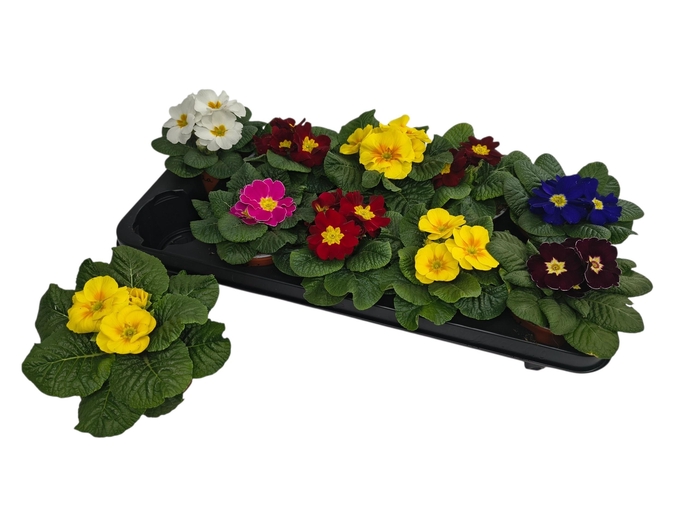 <h4>PRIM AC PARADISO GEM</h4>