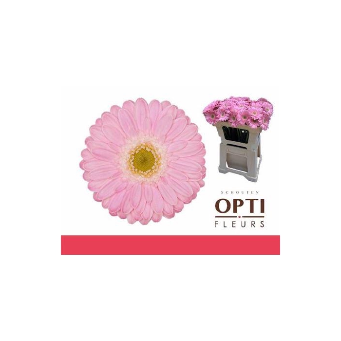 <h4>Ge Mi Babble</h4>