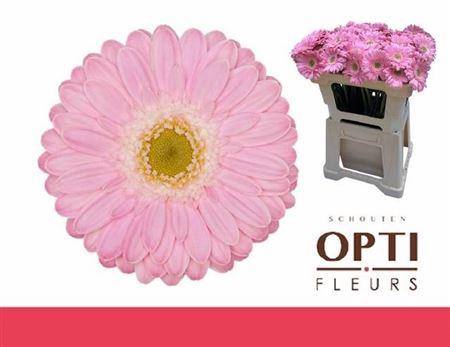 <h4>Ge Mi Babble</h4>